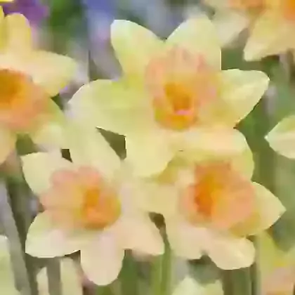 Jonquilla Narcissi